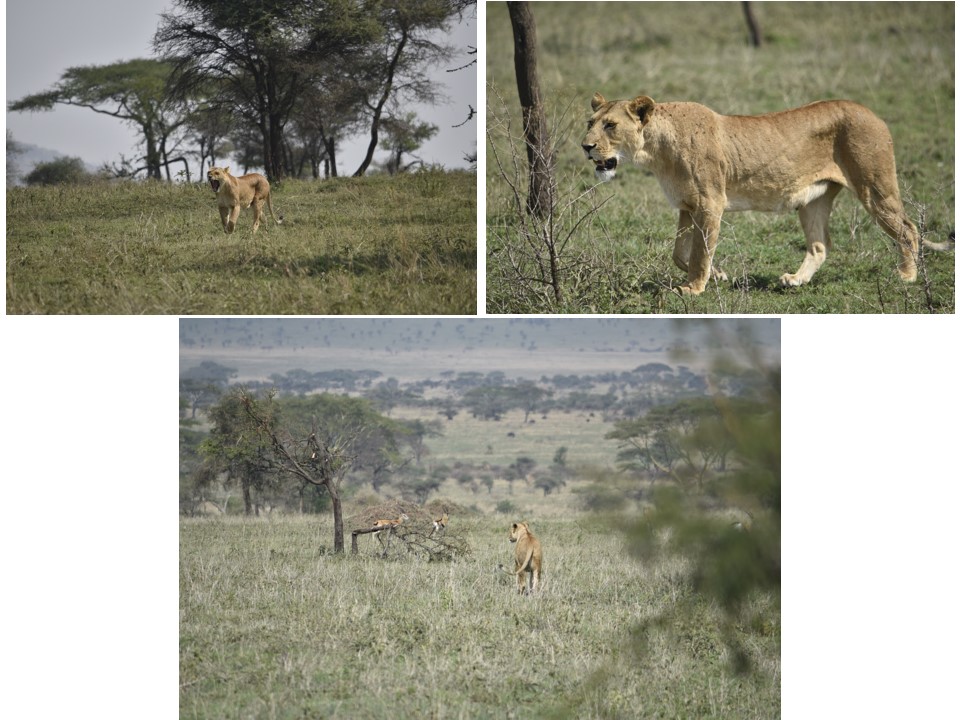 הטיול שלנו לטנזניה 2021 – חלק ראשון by מיכל בן הגיא - Illustrated by מיכל סלע ואבנר אייזיק - Ourboox.com