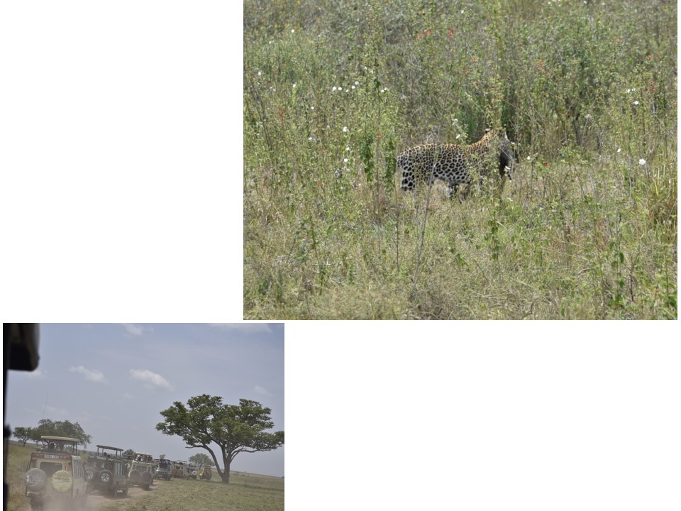 הטיול שלנו לטנזניה 2021 – חלק ראשון by מיכל בן הגיא - Illustrated by מיכל סלע ואבנר אייזיק - Ourboox.com