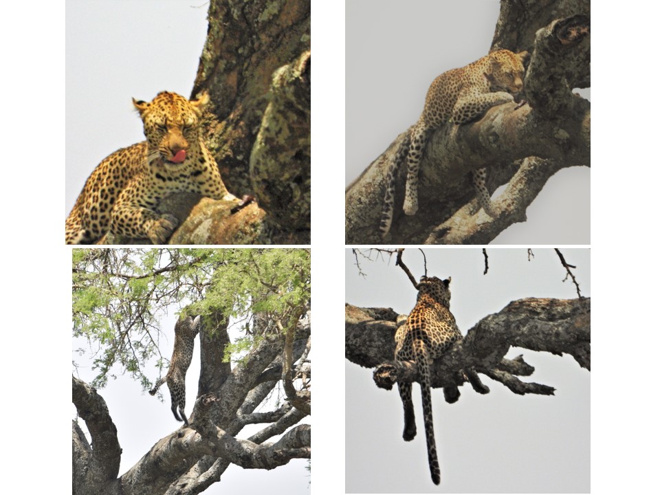 הטיול שלנו לטנזניה 2021 – חלק ראשון by מיכל בן הגיא - Illustrated by מיכל סלע ואבנר אייזיק - Ourboox.com