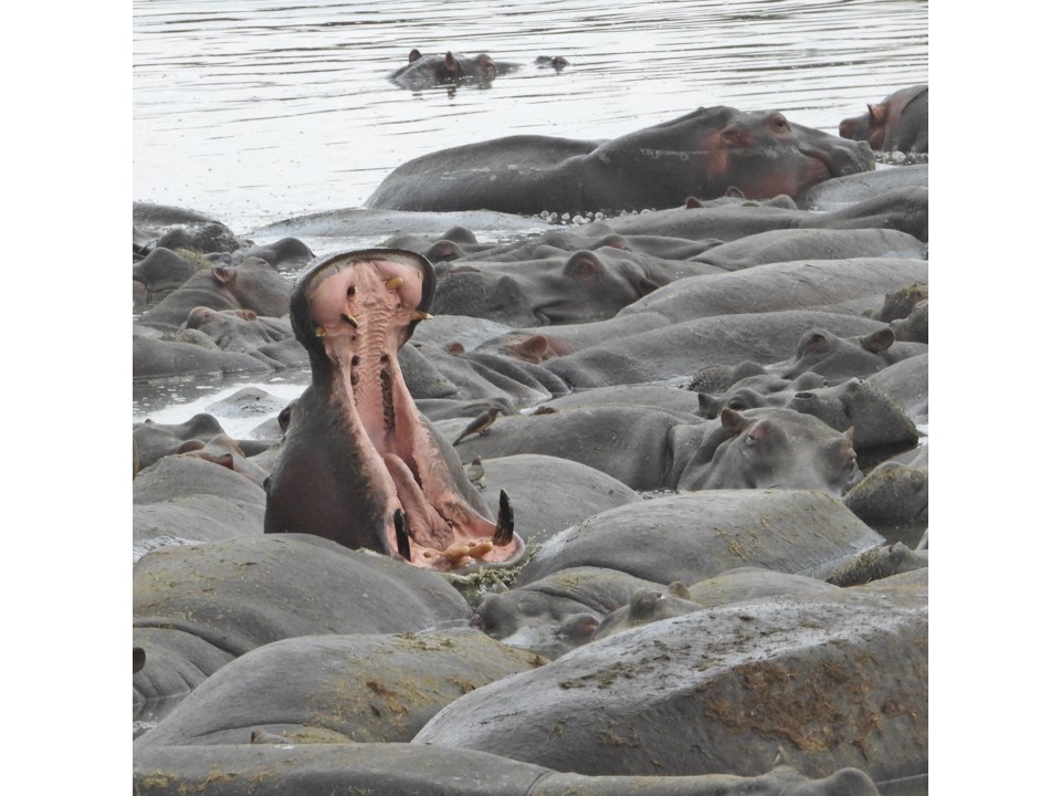 הטיול שלנו לטנזניה 2021 – חלק ראשון by מיכל בן הגיא - Illustrated by מיכל סלע ואבנר אייזיק - Ourboox.com