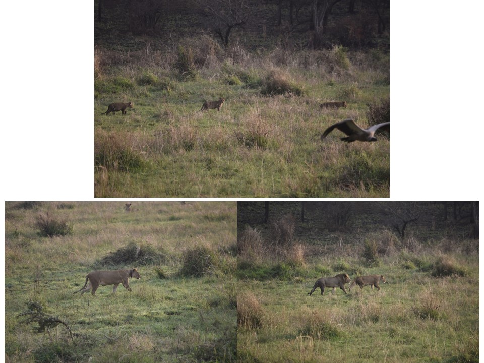 הטיול שלנו לטנזניה 2021 – חלק ראשון by מיכל בן הגיא - Illustrated by מיכל סלע ואבנר אייזיק - Ourboox.com
