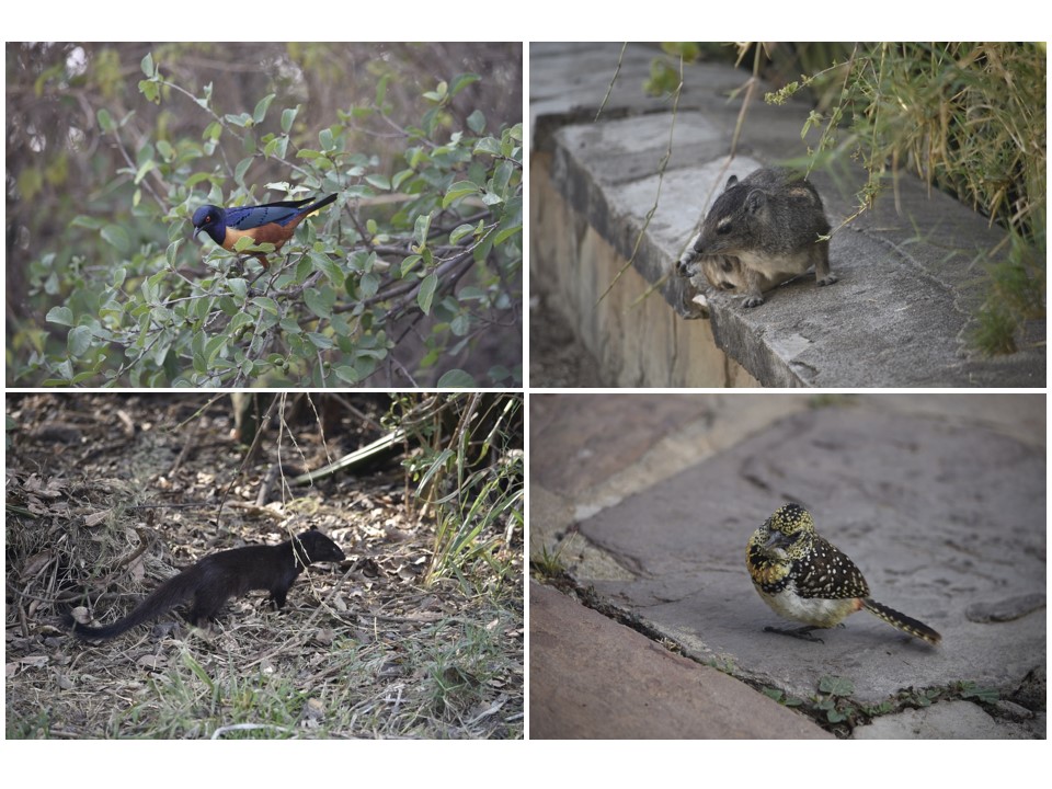 הטיול שלנו לטנזניה 2021 – חלק ראשון by מיכל בן הגיא - Illustrated by מיכל סלע ואבנר אייזיק - Ourboox.com