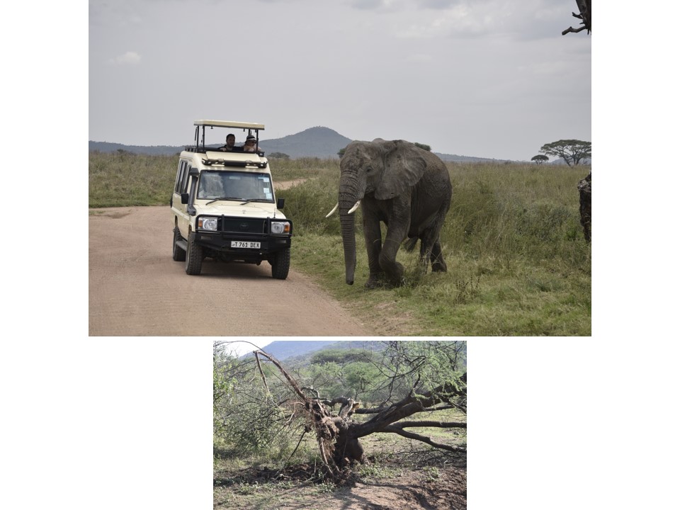 הטיול שלנו לטנזניה 2021 – חלק ראשון by מיכל בן הגיא - Illustrated by מיכל סלע ואבנר אייזיק - Ourboox.com