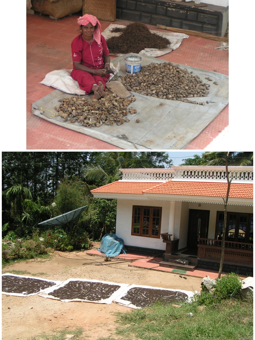 טיול שורשים להודו – חלק שני דרום הודו by מיכל בן הגיא - Illustrated by אבנר אייזיק - Ourboox.com