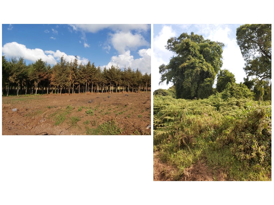 הטיול שלנו לטנזניה 2021 – חלק ראשון by מיכל בן הגיא - Illustrated by מיכל סלע ואבנר אייזיק - Ourboox.com