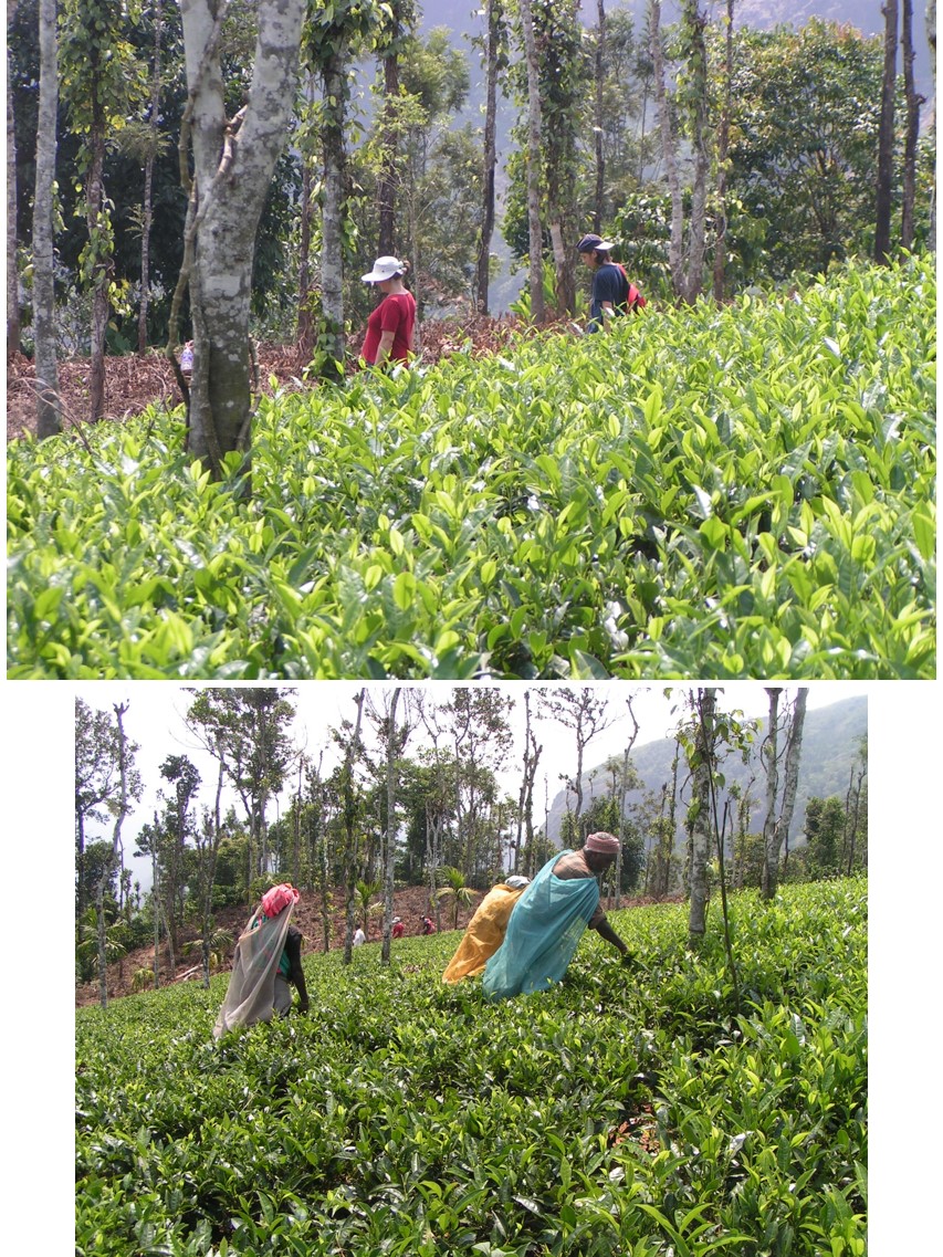 טיול שורשים להודו – חלק שני דרום הודו by מיכל בן הגיא - Illustrated by אבנר אייזיק - Ourboox.com
