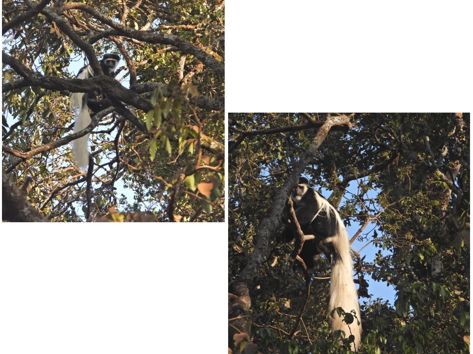 הטיול שלנו לטנזניה 2021 – חלק ראשון by מיכל בן הגיא - Illustrated by מיכל סלע ואבנר אייזיק - Ourboox.com