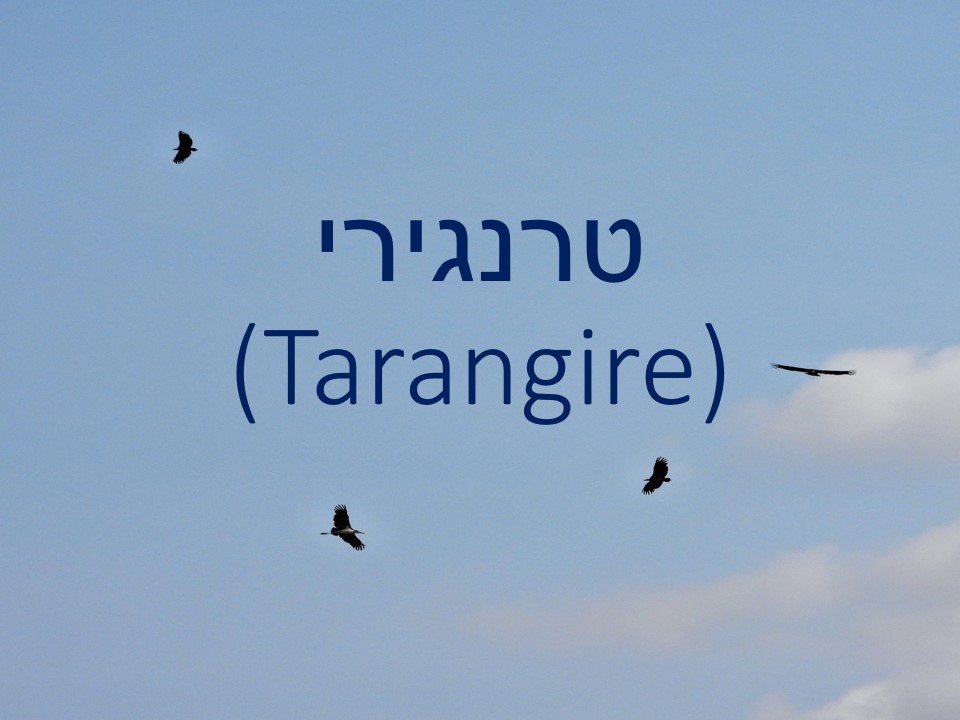 הטיול שלנו לטנזניה 2021 – חלק ראשון by מיכל בן הגיא - Illustrated by מיכל סלע ואבנר אייזיק - Ourboox.com