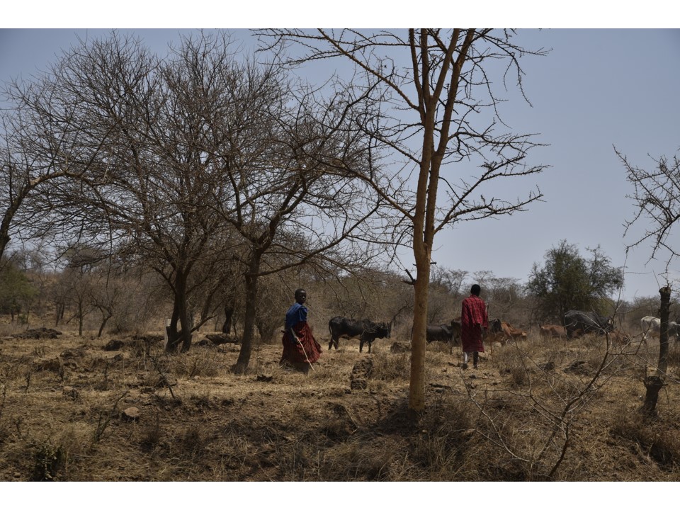 הטיול שלנו לטנזניה 2021 – חלק ראשון by מיכל בן הגיא - Illustrated by מיכל סלע ואבנר אייזיק - Ourboox.com