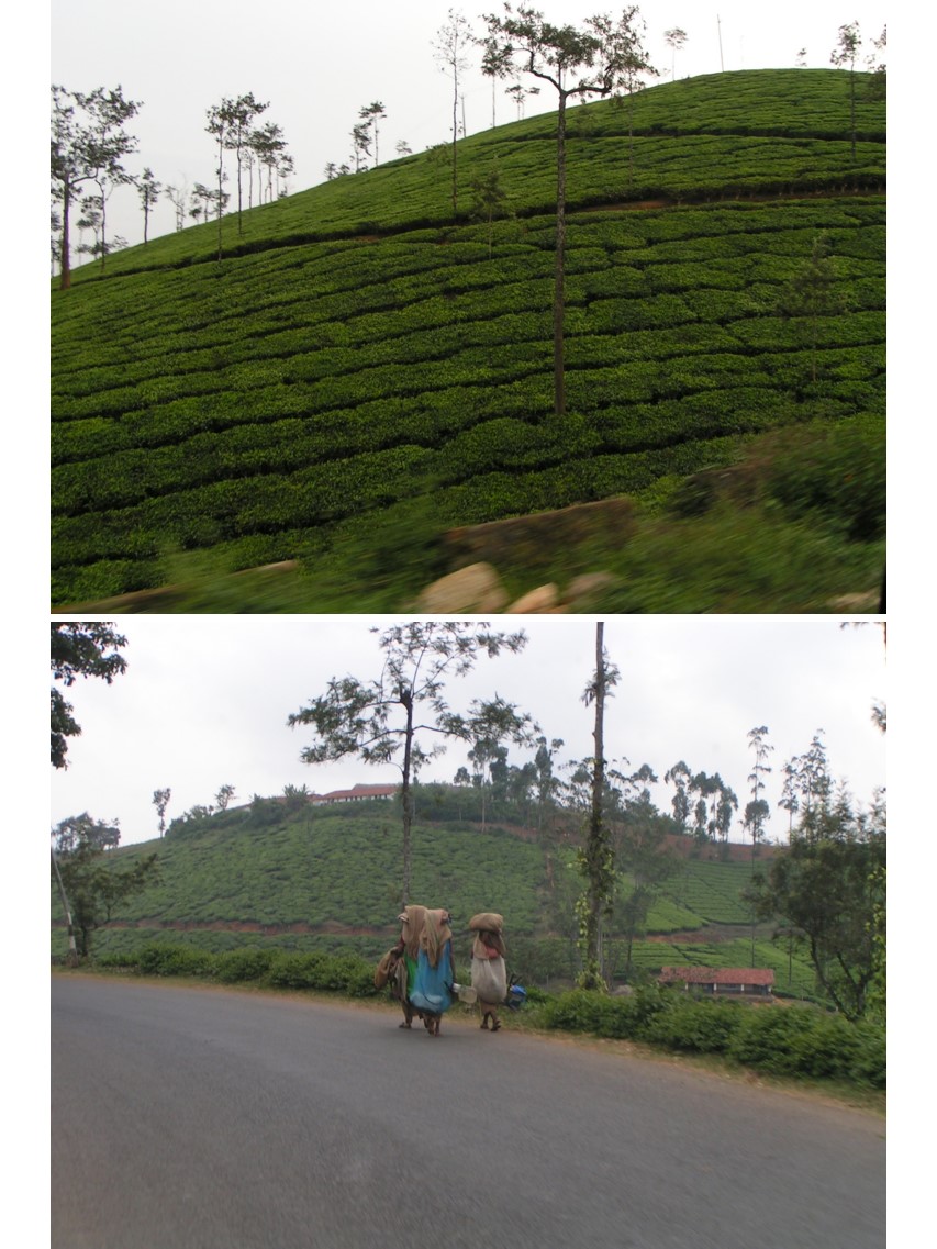 טיול שורשים להודו – חלק שני דרום הודו by מיכל בן הגיא - Illustrated by אבנר אייזיק - Ourboox.com