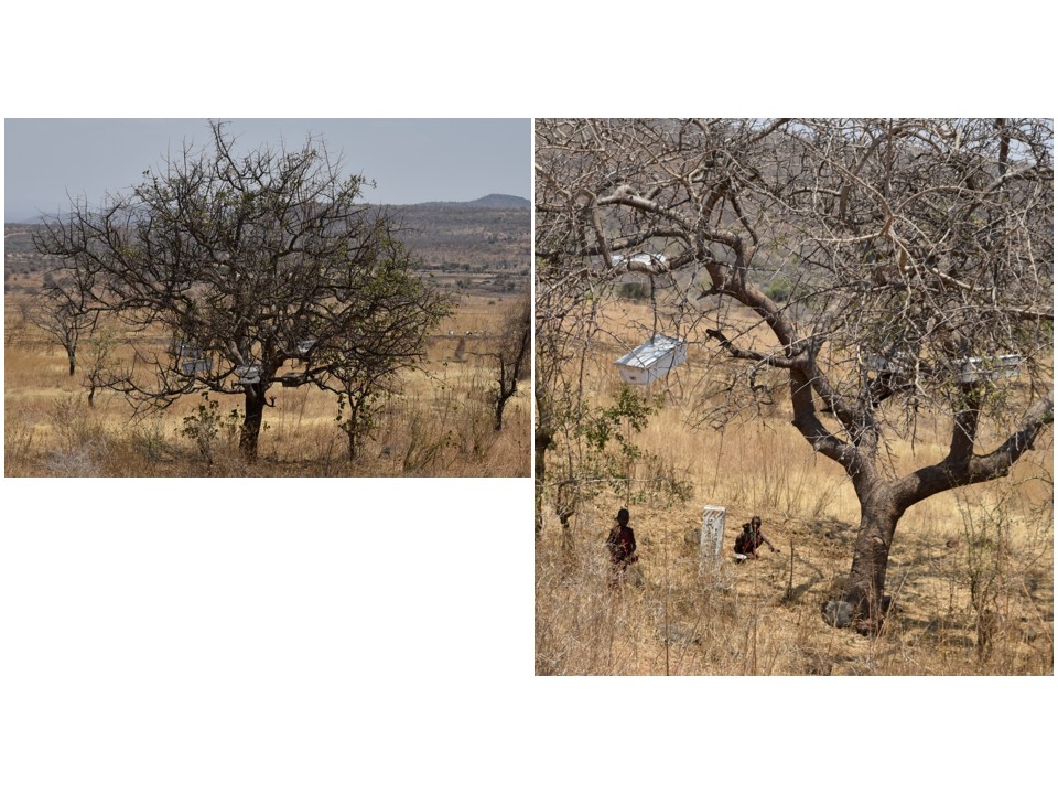 הטיול שלנו לטנזניה 2021 – חלק ראשון by מיכל בן הגיא - Illustrated by מיכל סלע ואבנר אייזיק - Ourboox.com