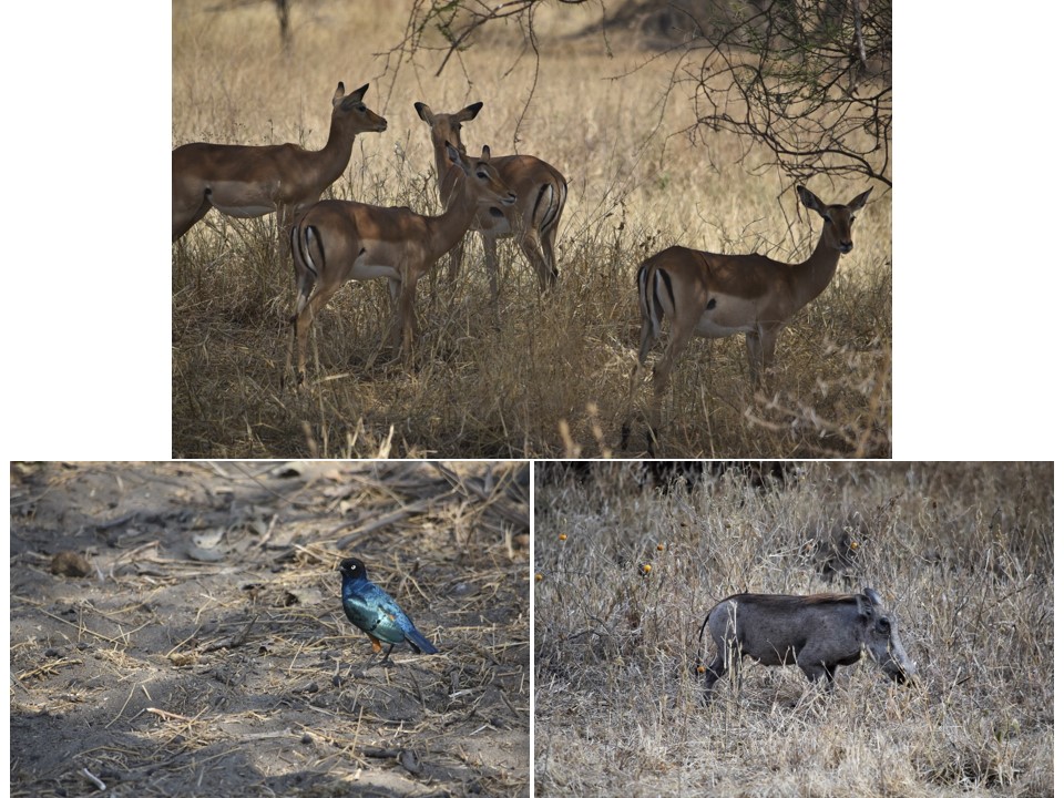 הטיול שלנו לטנזניה 2021 – חלק ראשון by מיכל בן הגיא - Illustrated by מיכל סלע ואבנר אייזיק - Ourboox.com