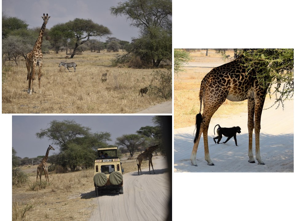 הטיול שלנו לטנזניה 2021 – חלק ראשון by מיכל בן הגיא - Illustrated by מיכל סלע ואבנר אייזיק - Ourboox.com