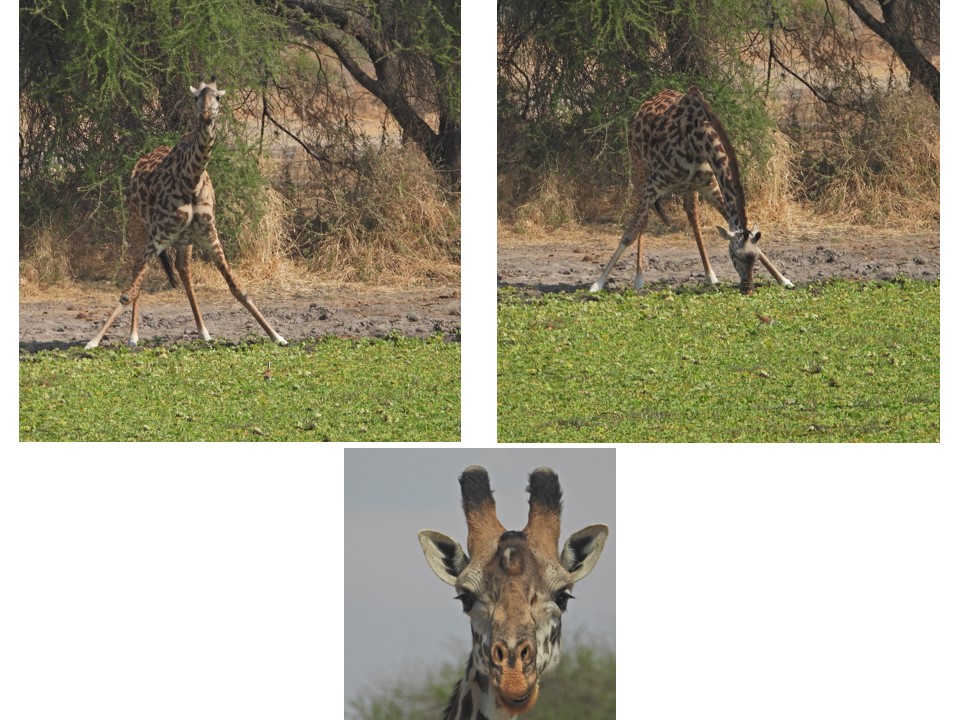 הטיול שלנו לטנזניה 2021 – חלק ראשון by מיכל בן הגיא - Illustrated by מיכל סלע ואבנר אייזיק - Ourboox.com