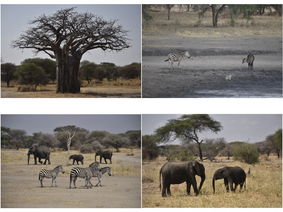 הטיול שלנו לטנזניה 2021 – חלק ראשון by מיכל בן הגיא - Illustrated by מיכל סלע ואבנר אייזיק - Ourboox.com