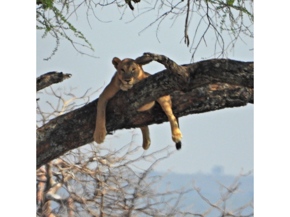 הטיול שלנו לטנזניה 2021 – חלק ראשון by מיכל בן הגיא - Illustrated by מיכל סלע ואבנר אייזיק - Ourboox.com