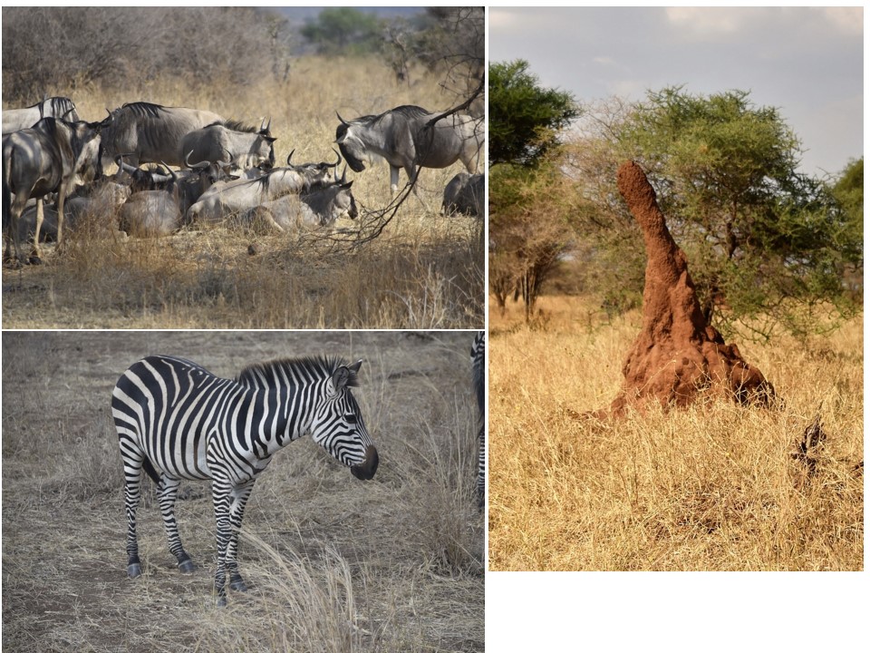 הטיול שלנו לטנזניה 2021 – חלק ראשון by מיכל בן הגיא - Illustrated by מיכל סלע ואבנר אייזיק - Ourboox.com