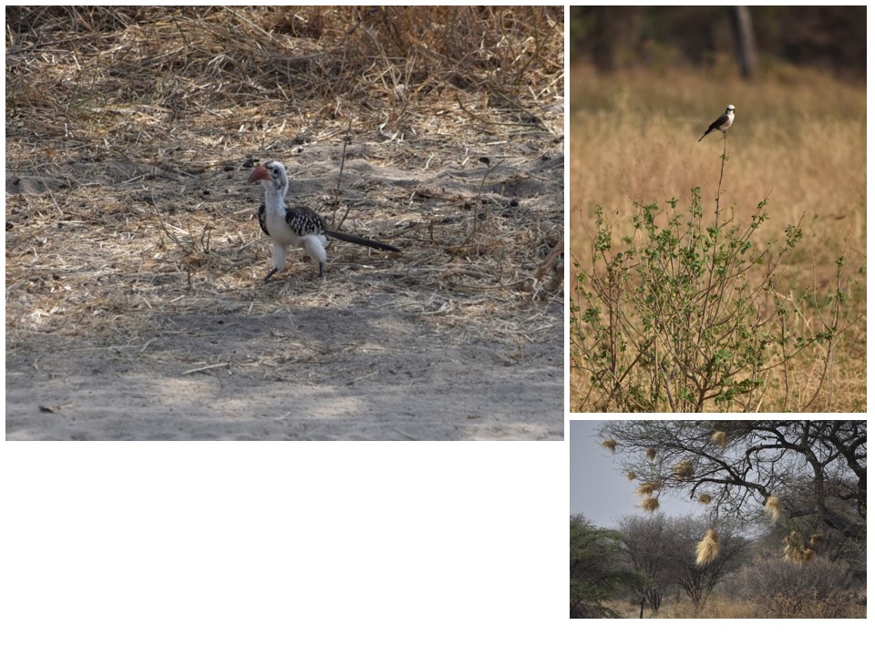 הטיול שלנו לטנזניה 2021 – חלק ראשון by מיכל בן הגיא - Illustrated by מיכל סלע ואבנר אייזיק - Ourboox.com