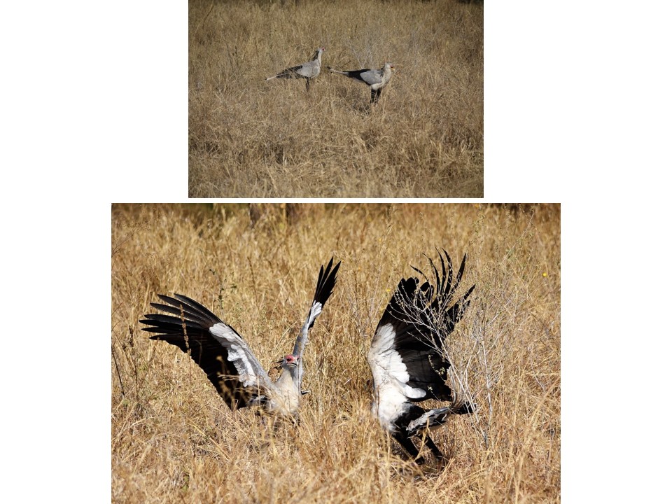 הטיול שלנו לטנזניה 2021 – חלק ראשון by מיכל בן הגיא - Illustrated by מיכל סלע ואבנר אייזיק - Ourboox.com