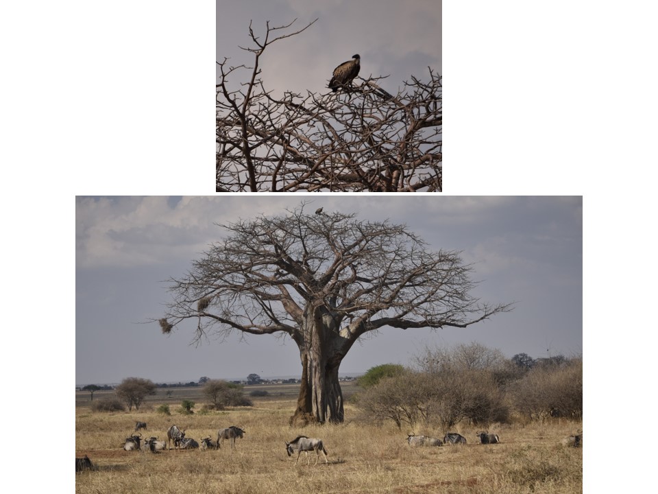 הטיול שלנו לטנזניה 2021 – חלק ראשון by מיכל בן הגיא - Illustrated by מיכל סלע ואבנר אייזיק - Ourboox.com