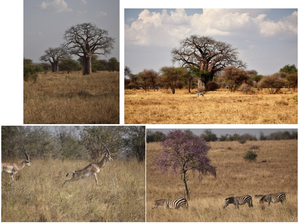 הטיול שלנו לטנזניה 2021 – חלק ראשון by מיכל בן הגיא - Illustrated by מיכל סלע ואבנר אייזיק - Ourboox.com