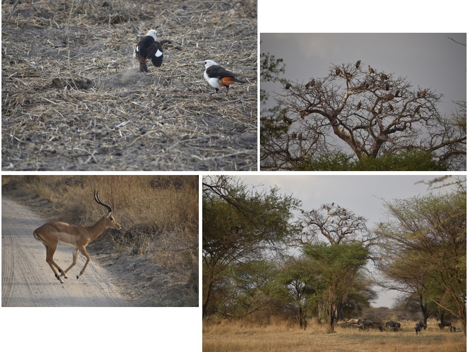 הטיול שלנו לטנזניה 2021 – חלק ראשון by מיכל בן הגיא - Illustrated by מיכל סלע ואבנר אייזיק - Ourboox.com