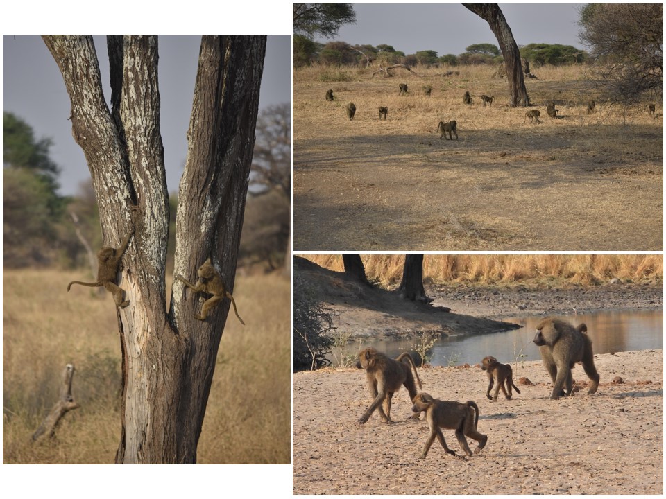 הטיול שלנו לטנזניה 2021 – חלק ראשון by מיכל בן הגיא - Illustrated by מיכל סלע ואבנר אייזיק - Ourboox.com