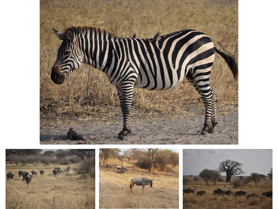 הטיול שלנו לטנזניה 2021 – חלק ראשון by מיכל בן הגיא - Illustrated by מיכל סלע ואבנר אייזיק - Ourboox.com