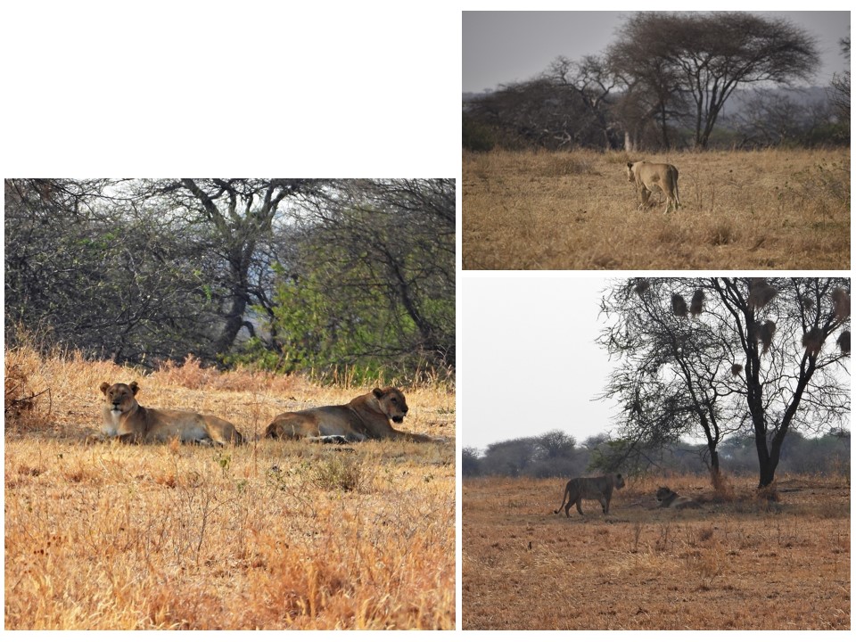הטיול שלנו לטנזניה 2021 – חלק ראשון by מיכל בן הגיא - Illustrated by מיכל סלע ואבנר אייזיק - Ourboox.com