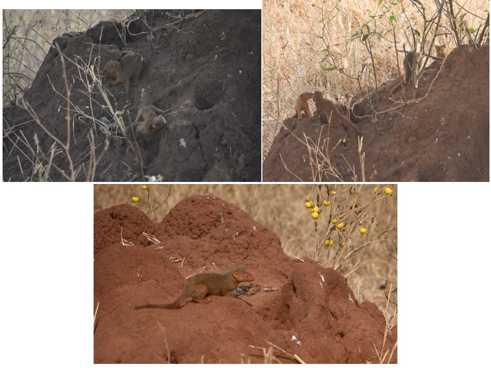 הטיול שלנו לטנזניה 2021 – חלק ראשון by מיכל בן הגיא - Illustrated by מיכל סלע ואבנר אייזיק - Ourboox.com