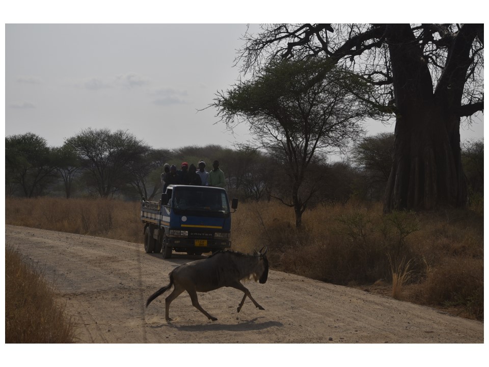 הטיול שלנו לטנזניה 2021 – חלק ראשון by מיכל בן הגיא - Illustrated by מיכל סלע ואבנר אייזיק - Ourboox.com