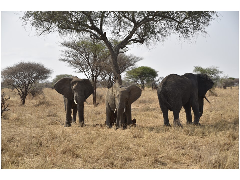 הטיול שלנו לטנזניה 2021 – חלק ראשון by מיכל בן הגיא - Illustrated by מיכל סלע ואבנר אייזיק - Ourboox.com