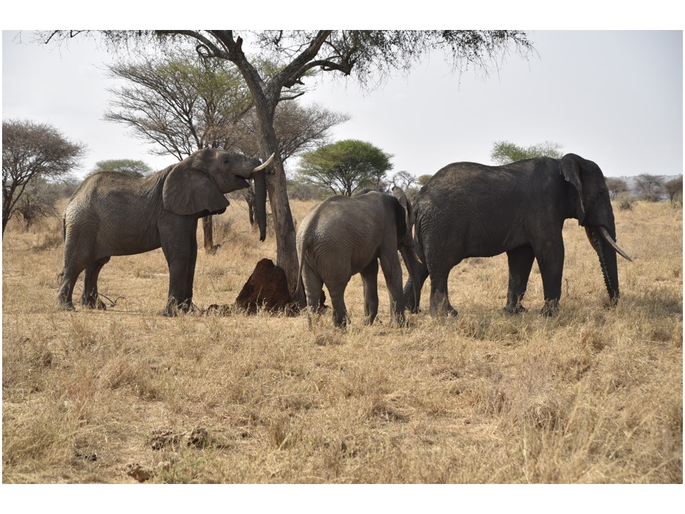 הטיול שלנו לטנזניה 2021 – חלק ראשון by מיכל בן הגיא - Illustrated by מיכל סלע ואבנר אייזיק - Ourboox.com