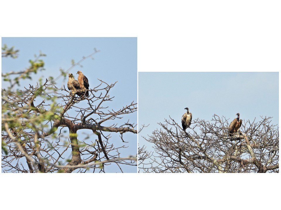 הטיול שלנו לטנזניה 2021 – חלק ראשון by מיכל בן הגיא - Illustrated by מיכל סלע ואבנר אייזיק - Ourboox.com