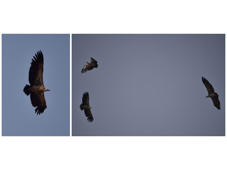 הטיול שלנו לטנזניה 2021 – חלק ראשון by מיכל בן הגיא - Illustrated by מיכל סלע ואבנר אייזיק - Ourboox.com