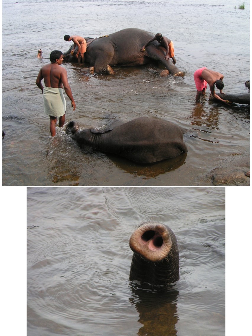 טיול שורשים להודו – חלק שני דרום הודו by מיכל בן הגיא - Illustrated by אבנר אייזיק - Ourboox.com