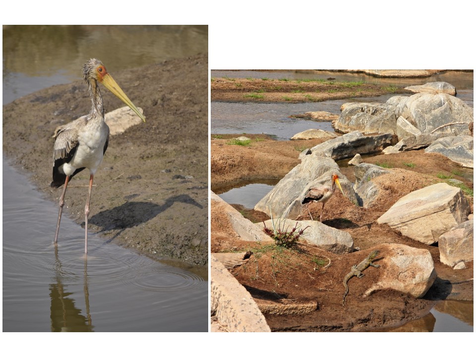 הטיול שלנו לטנזניה 2021 – חלק ראשון by מיכל בן הגיא - Illustrated by מיכל סלע ואבנר אייזיק - Ourboox.com
