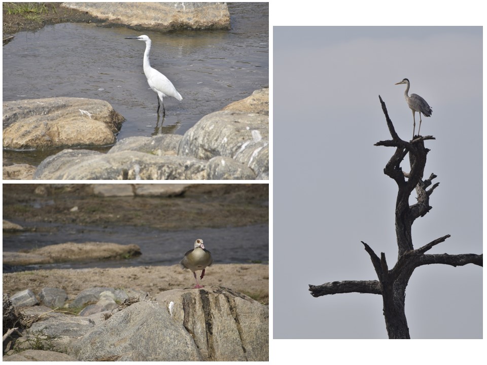 הטיול שלנו לטנזניה 2021 – חלק ראשון by מיכל בן הגיא - Illustrated by מיכל סלע ואבנר אייזיק - Ourboox.com
