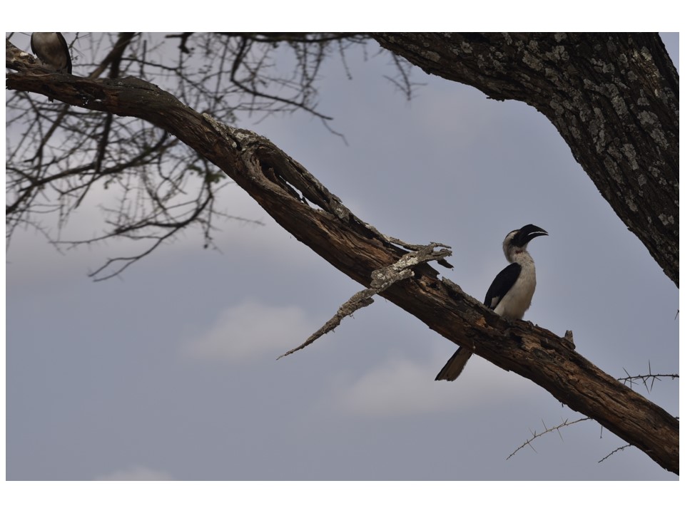 הטיול שלנו לטנזניה 2021 – חלק ראשון by מיכל בן הגיא - Illustrated by מיכל סלע ואבנר אייזיק - Ourboox.com