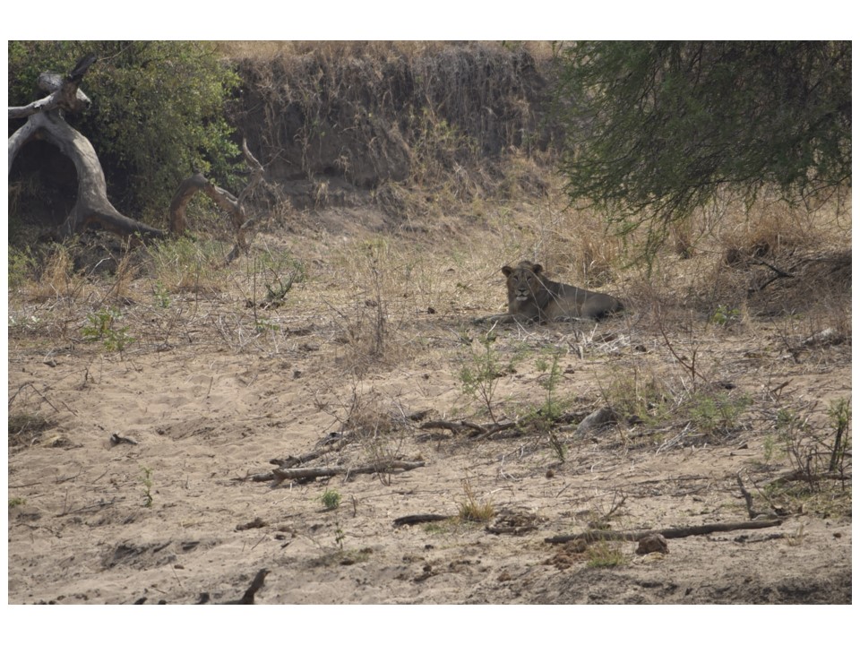הטיול שלנו לטנזניה 2021 – חלק ראשון by מיכל בן הגיא - Illustrated by מיכל סלע ואבנר אייזיק - Ourboox.com