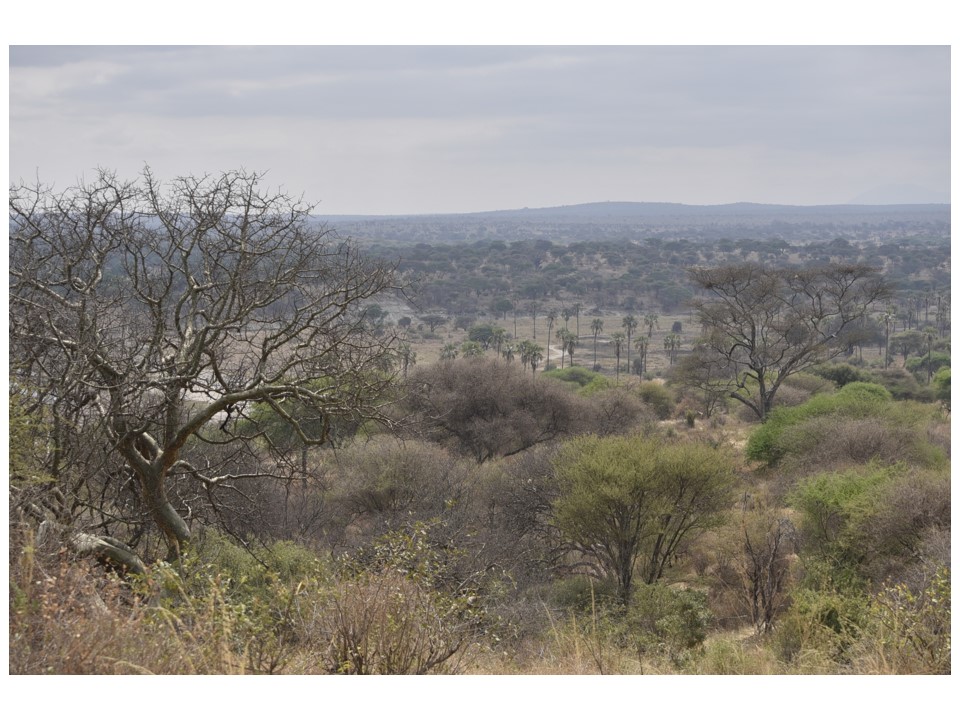 הטיול שלנו לטנזניה 2021 – חלק ראשון by מיכל בן הגיא - Illustrated by מיכל סלע ואבנר אייזיק - Ourboox.com
