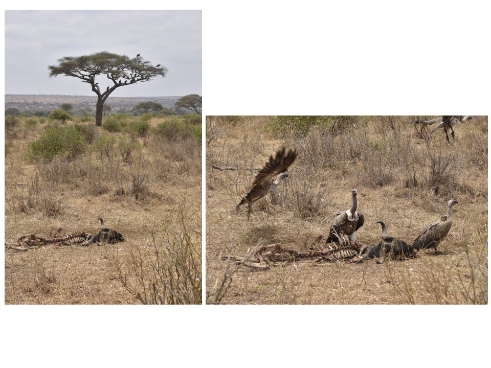 הטיול שלנו לטנזניה 2021 – חלק ראשון by מיכל בן הגיא - Illustrated by מיכל סלע ואבנר אייזיק - Ourboox.com