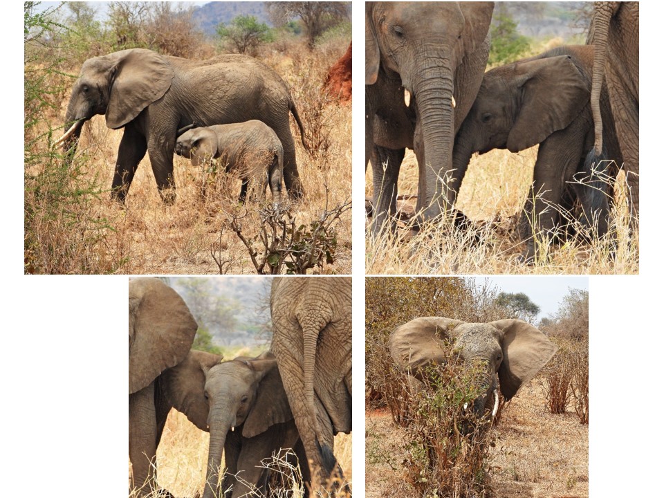 הטיול שלנו לטנזניה 2021 – חלק ראשון by מיכל בן הגיא - Illustrated by מיכל סלע ואבנר אייזיק - Ourboox.com