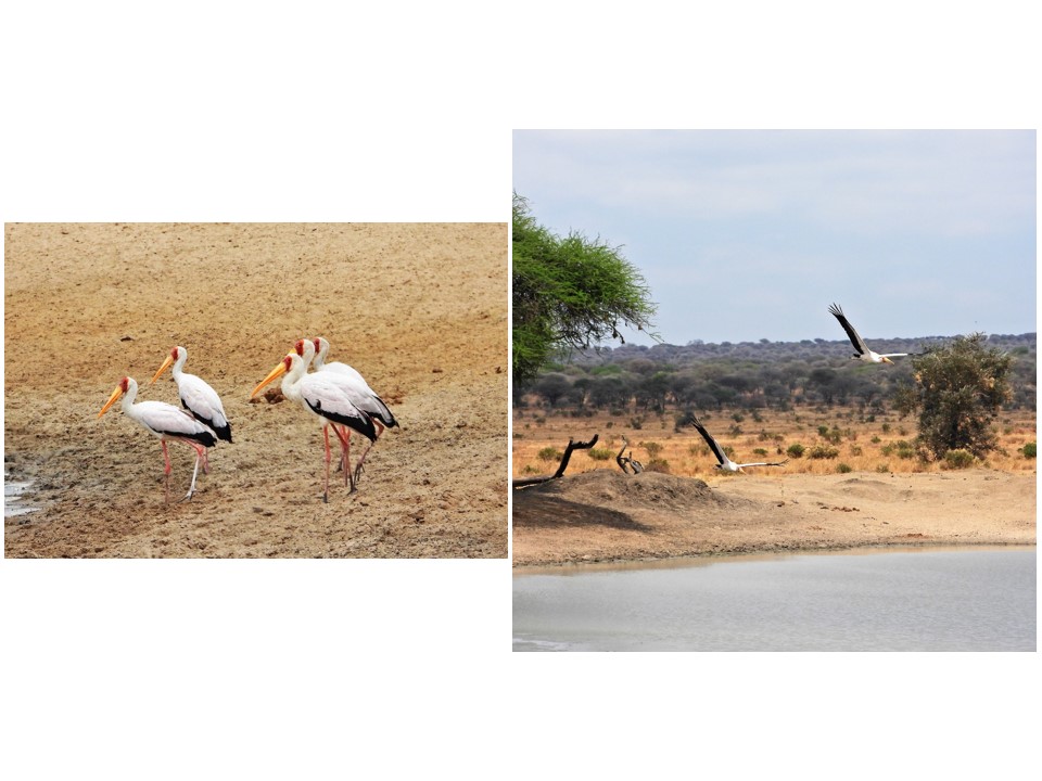 הטיול שלנו לטנזניה 2021 – חלק ראשון by מיכל בן הגיא - Illustrated by מיכל סלע ואבנר אייזיק - Ourboox.com