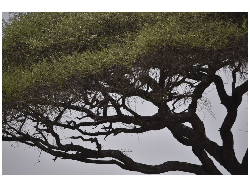 הטיול שלנו לטנזניה 2021 – חלק ראשון by מיכל בן הגיא - Illustrated by מיכל סלע ואבנר אייזיק - Ourboox.com