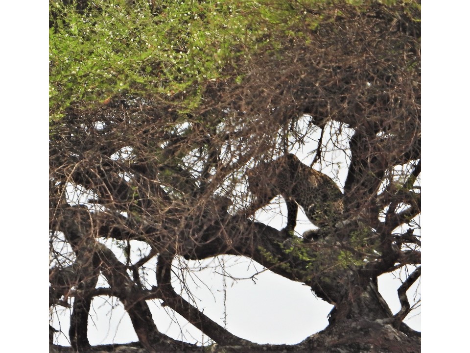 הטיול שלנו לטנזניה 2021 – חלק ראשון by מיכל בן הגיא - Illustrated by מיכל סלע ואבנר אייזיק - Ourboox.com