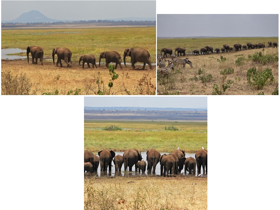 הטיול שלנו לטנזניה 2021 – חלק ראשון by מיכל בן הגיא - Illustrated by מיכל סלע ואבנר אייזיק - Ourboox.com