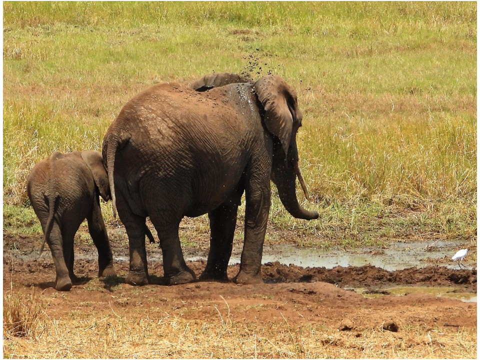 הטיול שלנו לטנזניה 2021 – חלק ראשון by מיכל בן הגיא - Illustrated by מיכל סלע ואבנר אייזיק - Ourboox.com