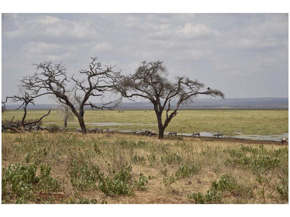 הטיול שלנו לטנזניה 2021 – חלק ראשון by מיכל בן הגיא - Illustrated by מיכל סלע ואבנר אייזיק - Ourboox.com