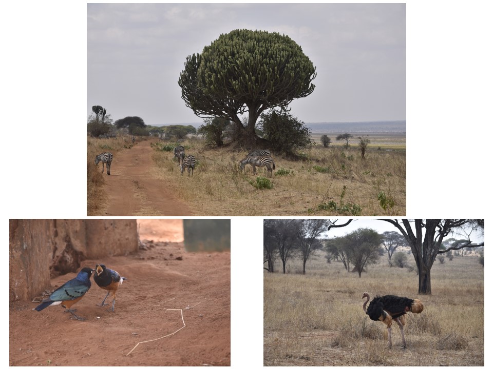 הטיול שלנו לטנזניה 2021 – חלק ראשון by מיכל בן הגיא - Illustrated by מיכל סלע ואבנר אייזיק - Ourboox.com
